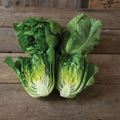 Bigelow Romaine Lettuce (Cos)