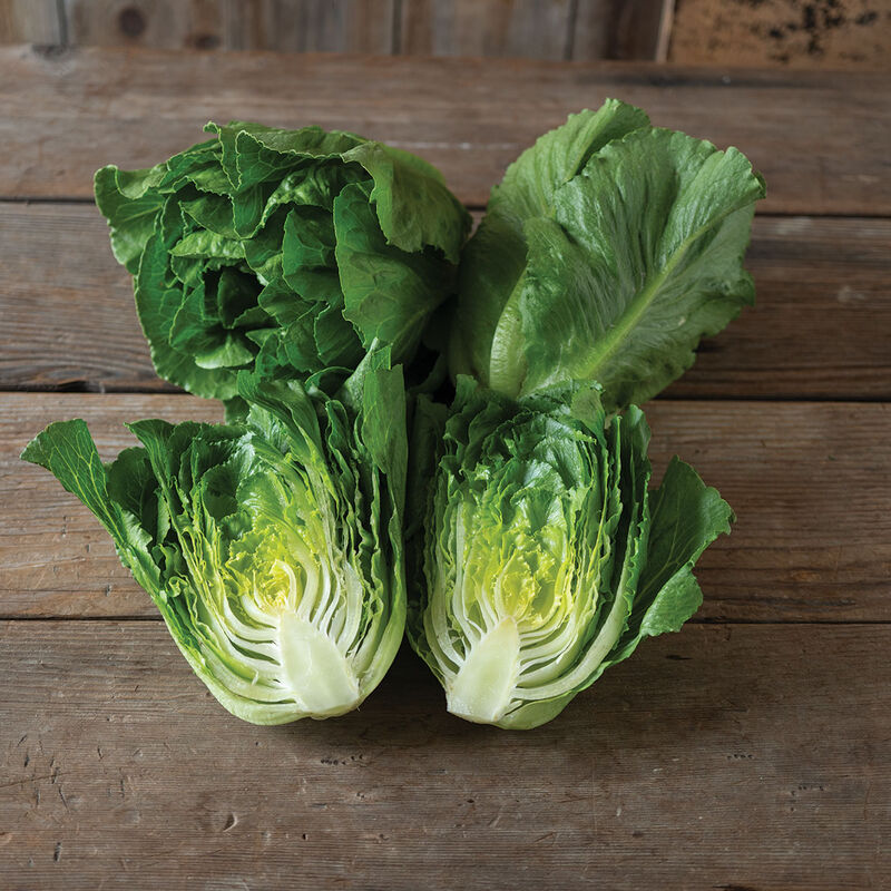 Bigelow Romaine Lettuce (Cos)