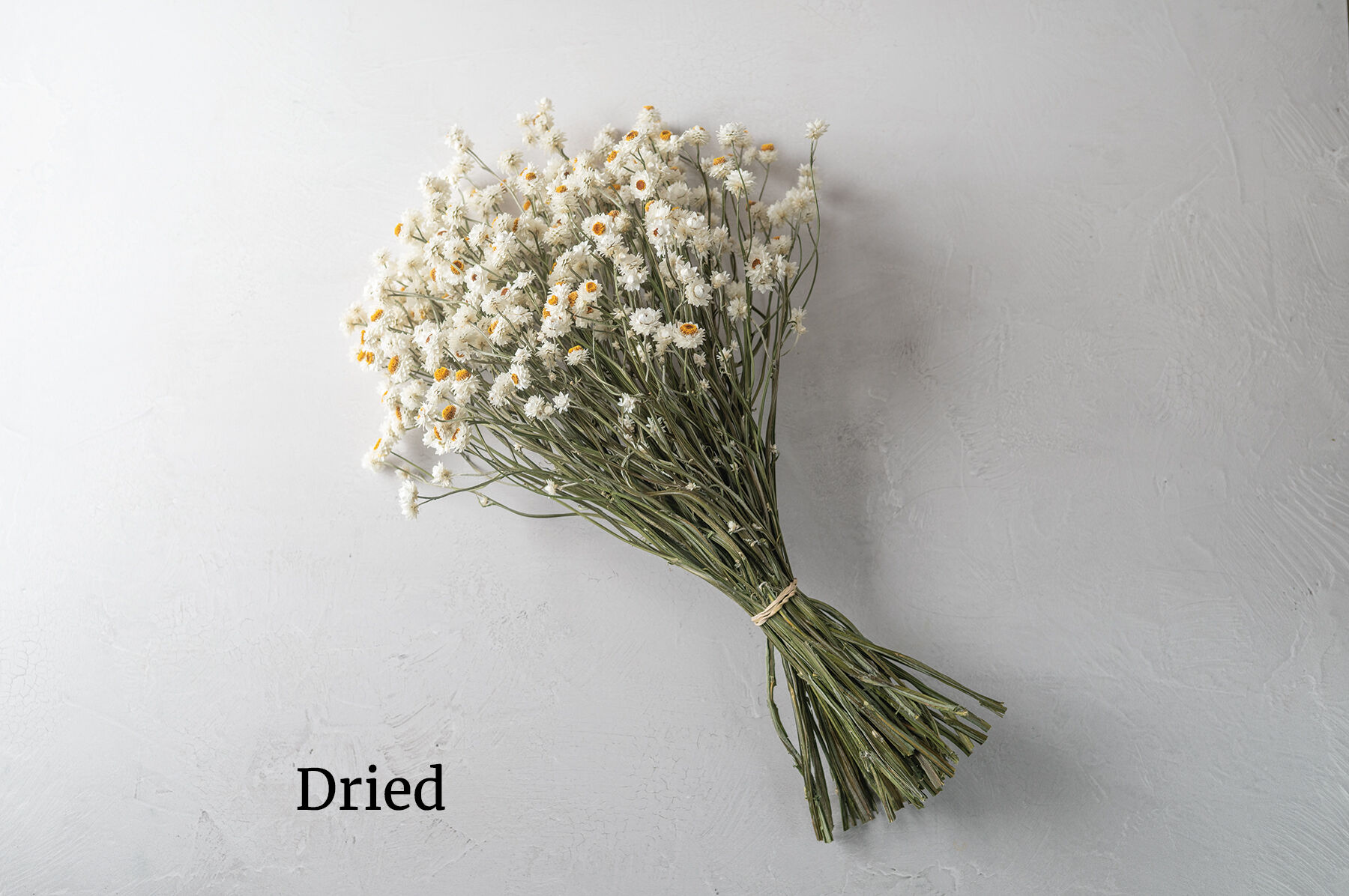 Winged Everlasting Ammobium