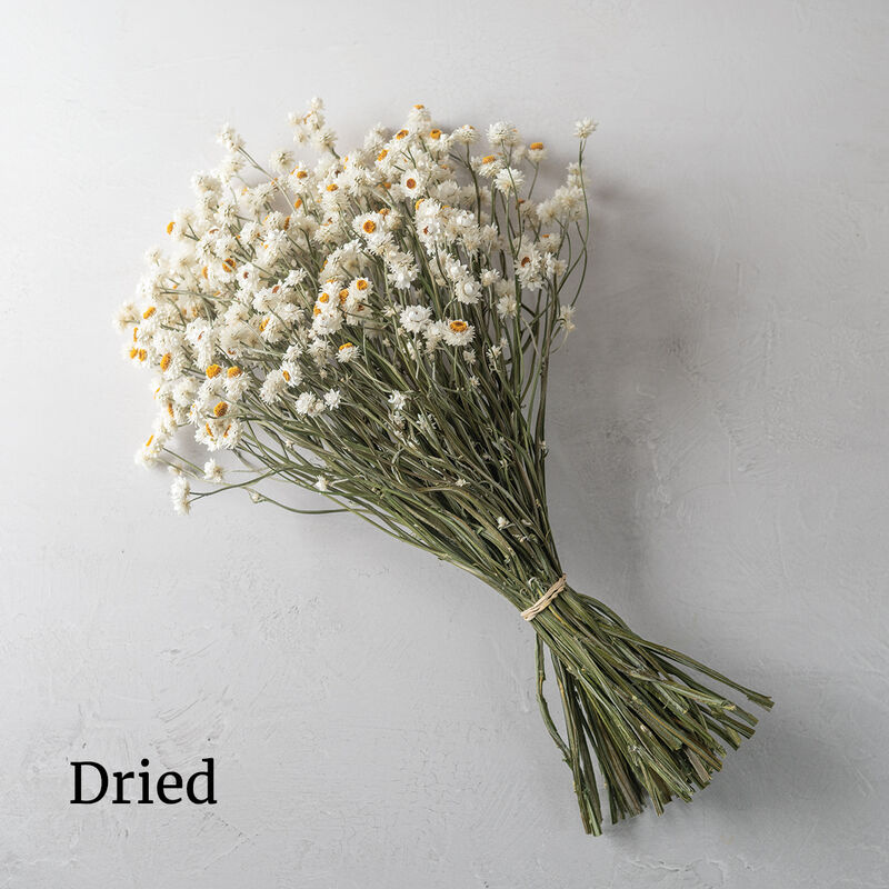 Dried Daisy Bunch, Dried Ammobium, Winged Everlasting, Natural