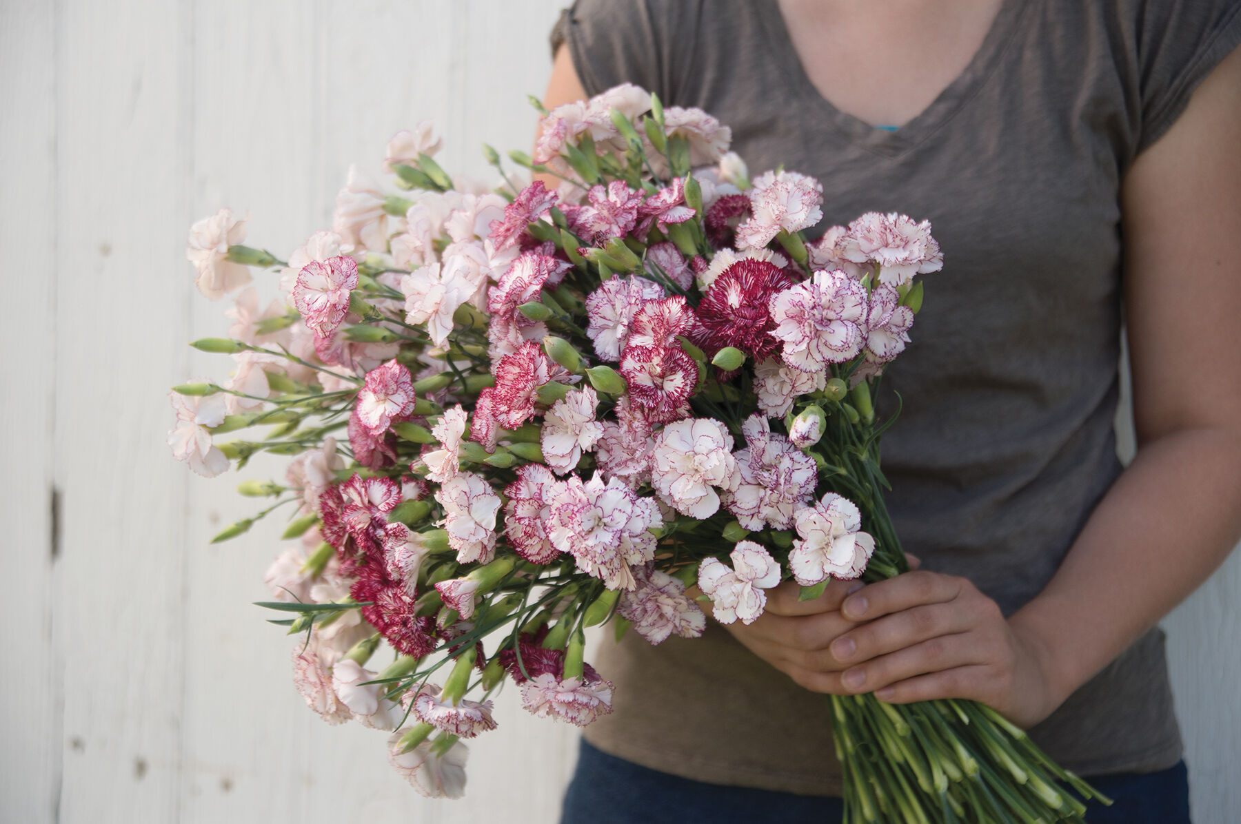 Chabaud Carnation Set - Heirloom Carnation Seeds | Johnny's