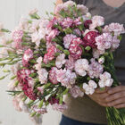 Chabaud Benigna Dianthus (Sweet William)