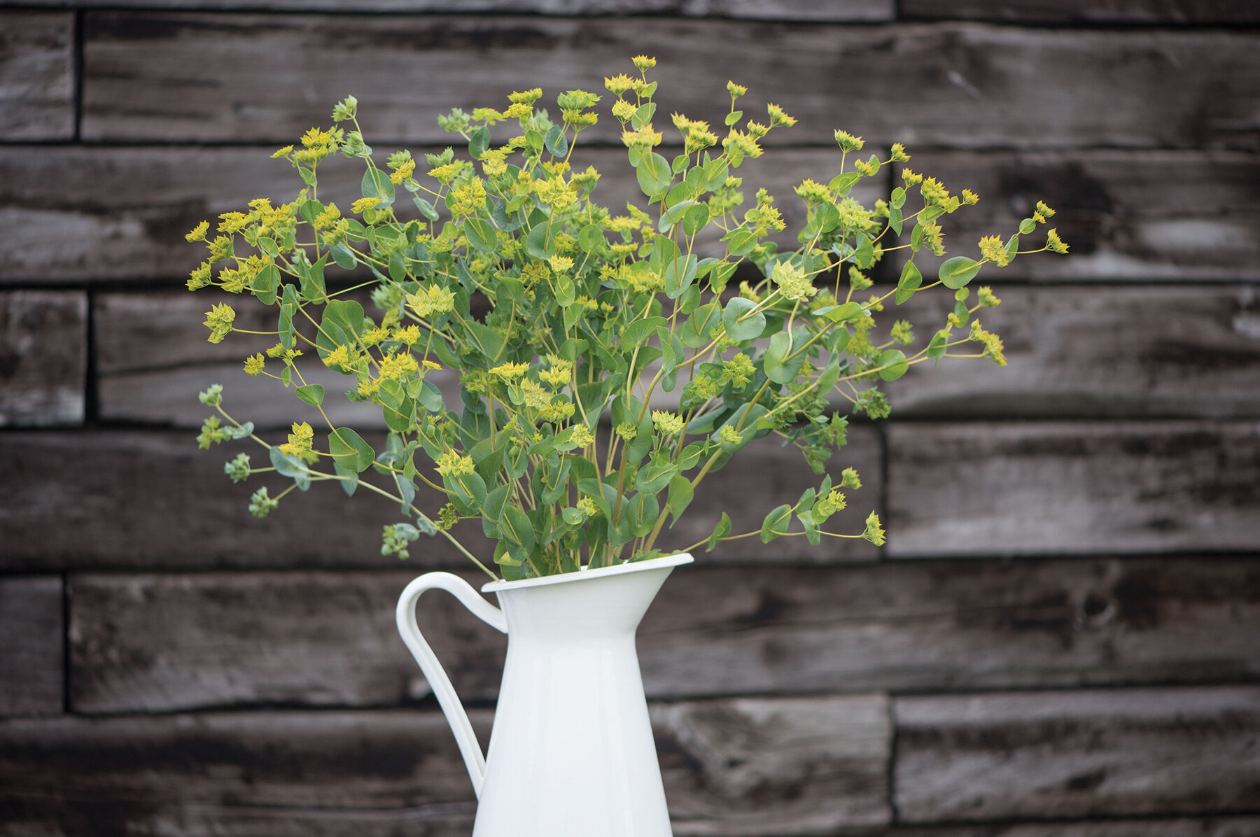 Green Gold Bupleurum