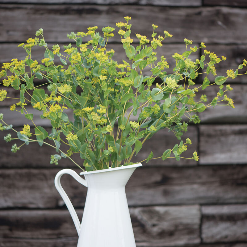 Green Gold Bupleurum