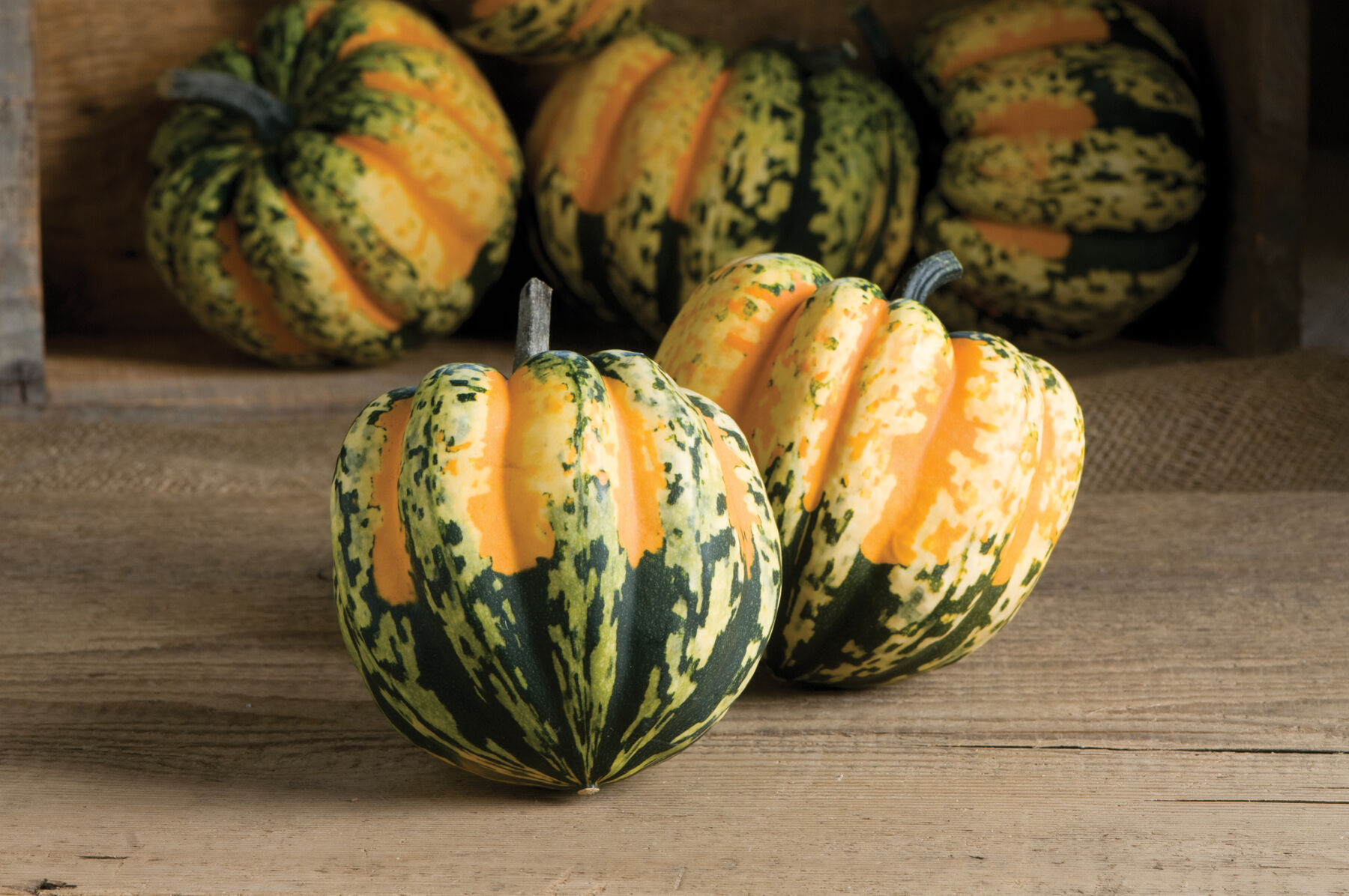 Carnival (F1) Pumpkin Seed