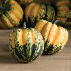 Carnival Winter Squash