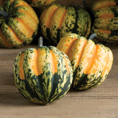 Carnival Winter Squash