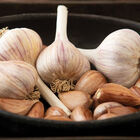 German Red Garlic