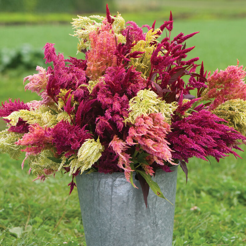 Pampas Plume Celosia