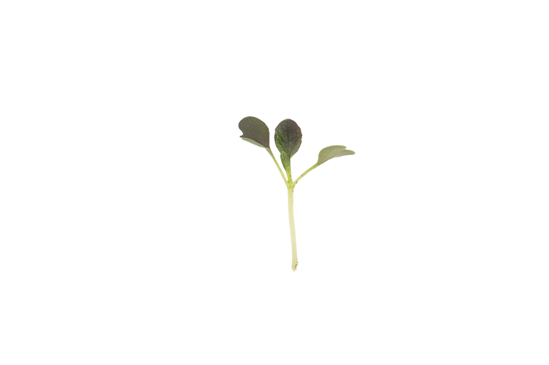 パクチーキング Pac Choi, Red Choi - Organic Microgreen Seed | Johnny's Selected Seeds