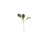 Pac Choi, Red Choi Microgreen Vegetables