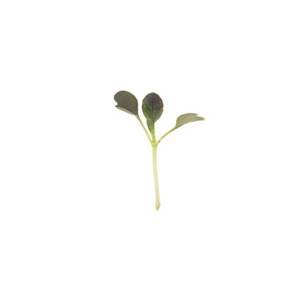 Pac Choi, Red Choi Microgreen Vegetables