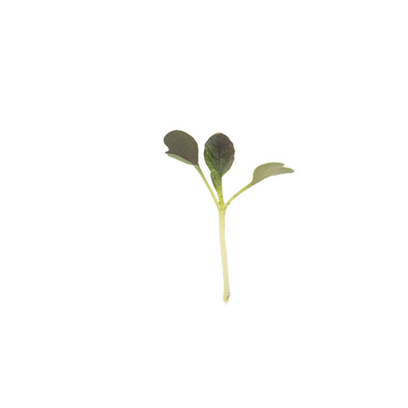 Pac Choi, Red Choi Microgreen Vegetables