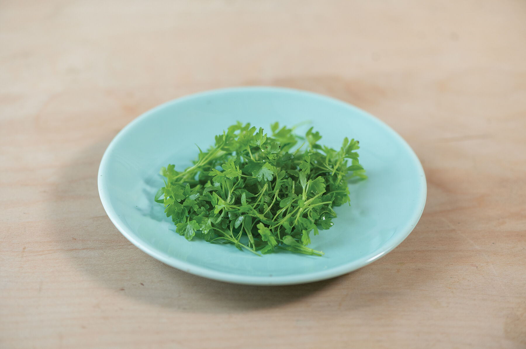 Cutting Celery Microgreens