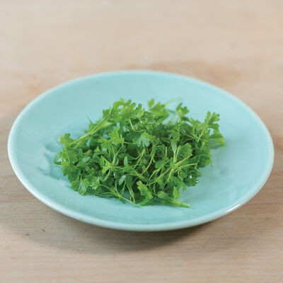 Cutting Celery Microgreen Herbs