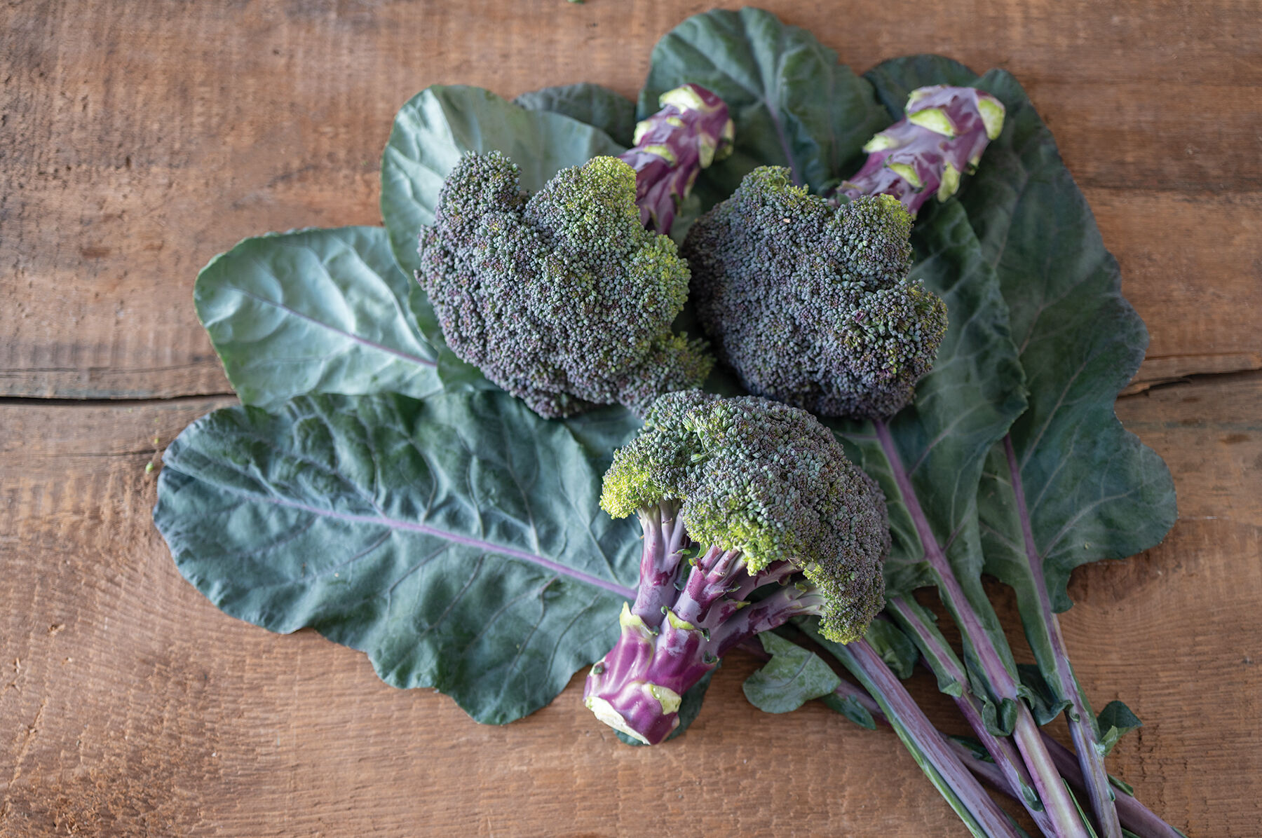BROCCOLI - ピノピ 00246.jpg?v=1735518333&width=480