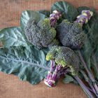 Purple Magic Standard Broccoli