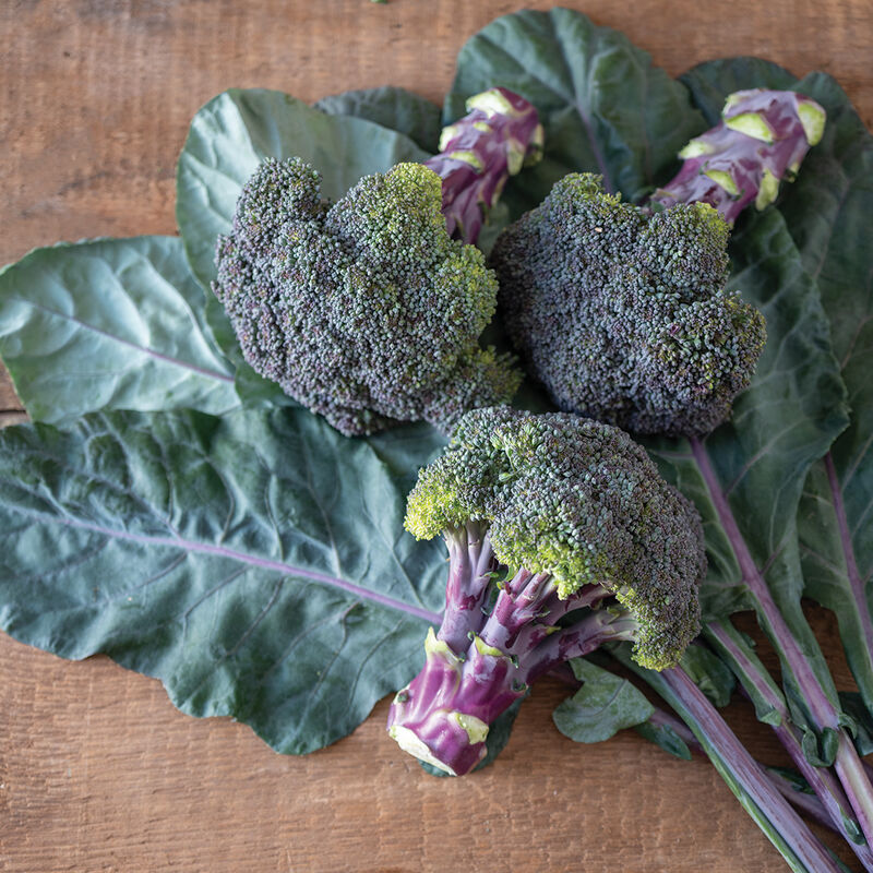 Purple Magic Standard Broccoli