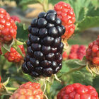 Caddo Blackberry