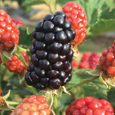 Caddo Blackberry