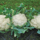 EarliSnow Standard Cauliflower