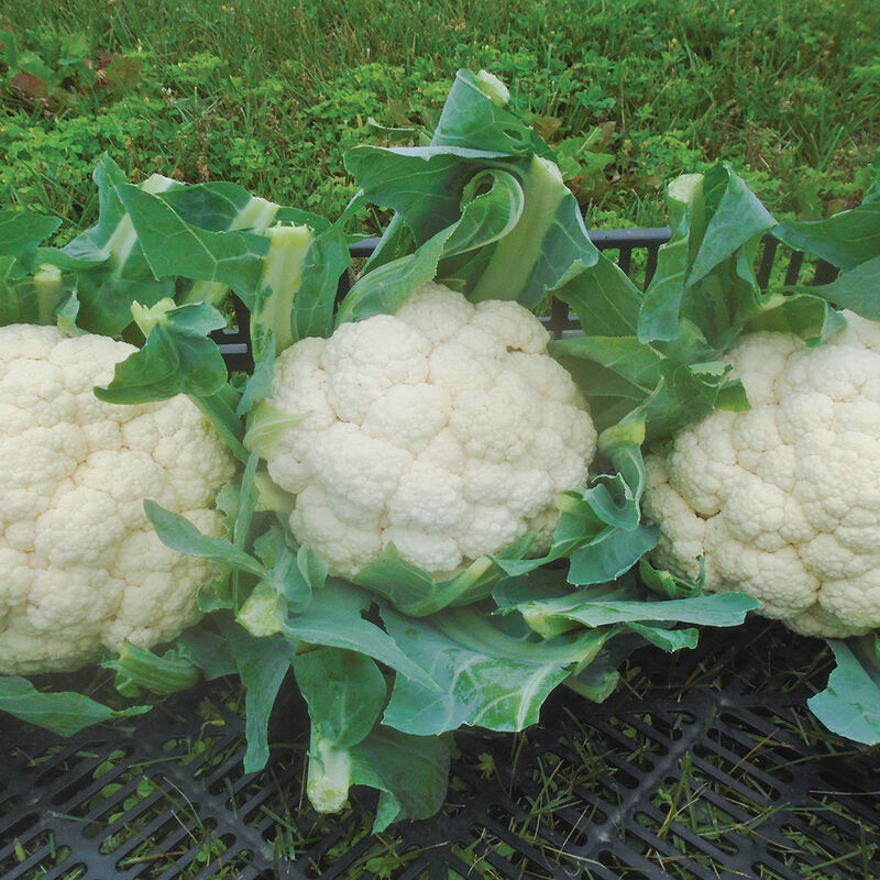 EarliSnow Standard Cauliflower
