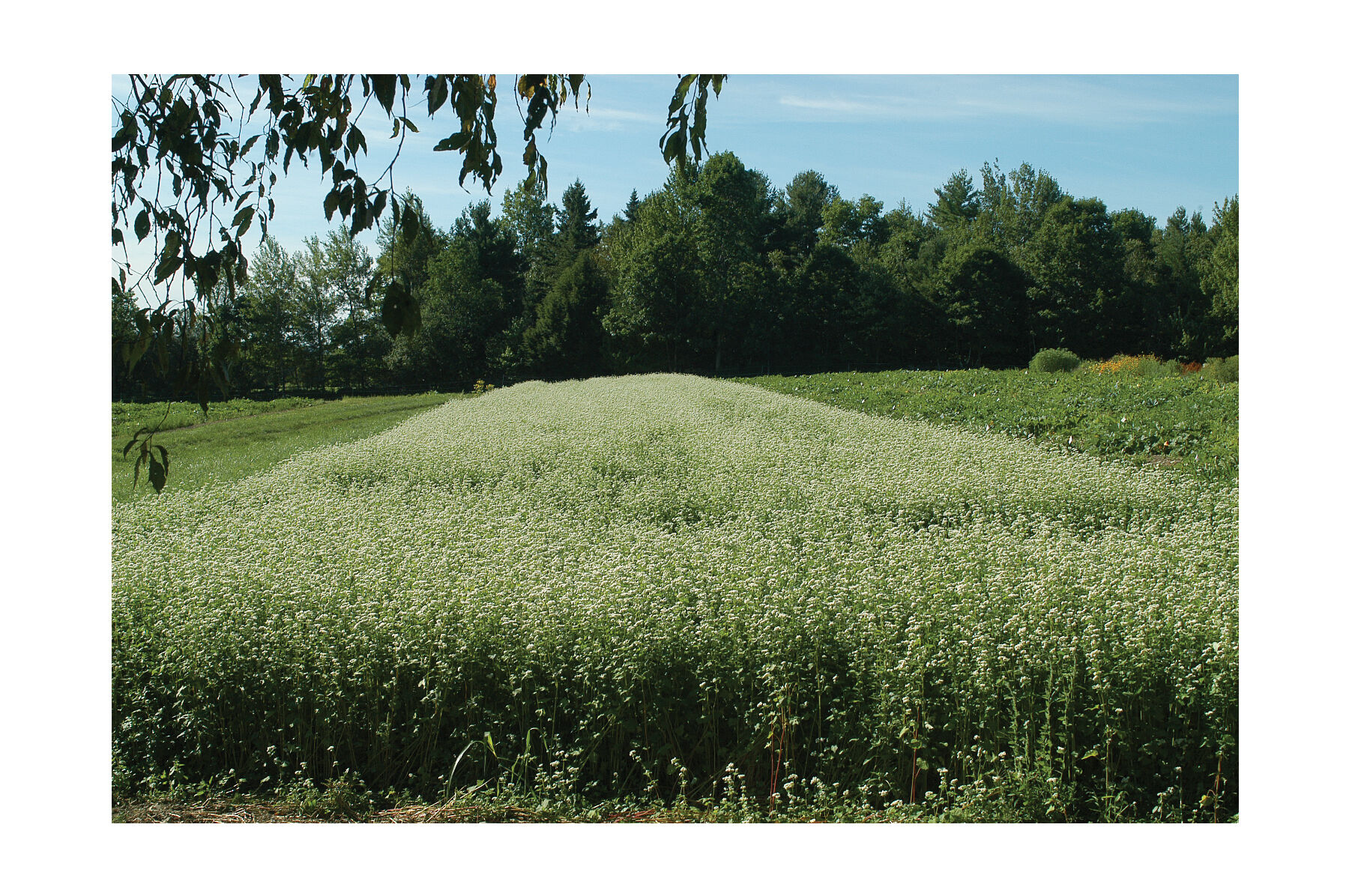 Buckwheat (Common) Buckwheat (Cover Crop)