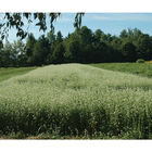Buckwheat (Common) Buckwheat (Common) Buckwheat (Cover Crop)