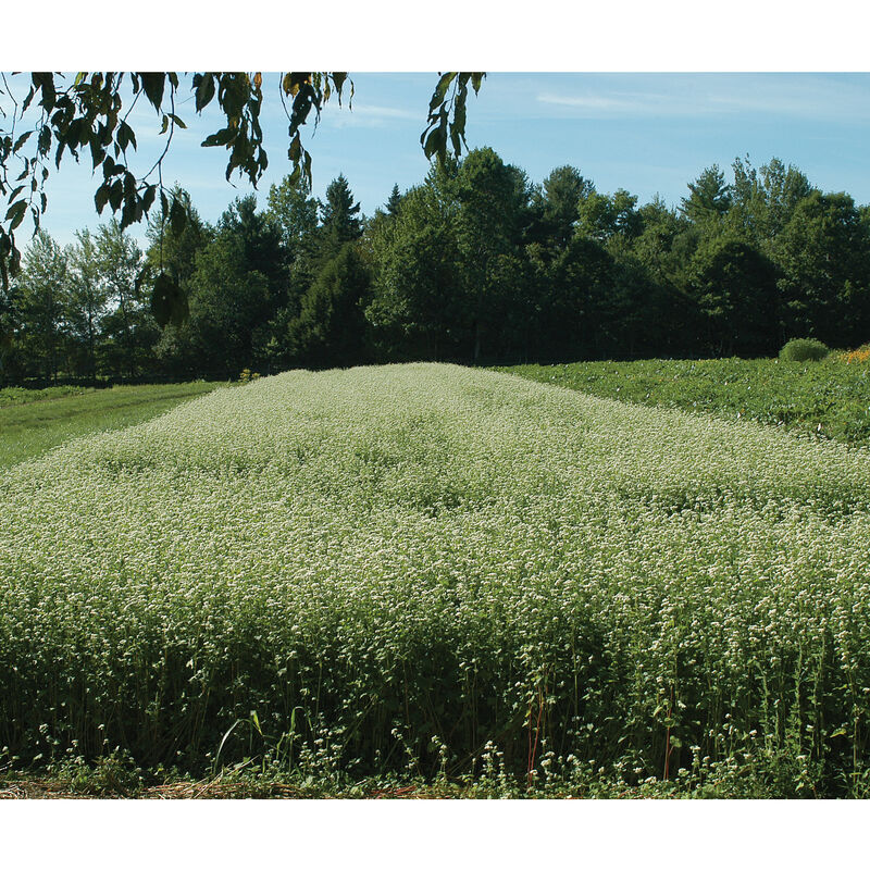 Buckwheat (Common) Buckwheat