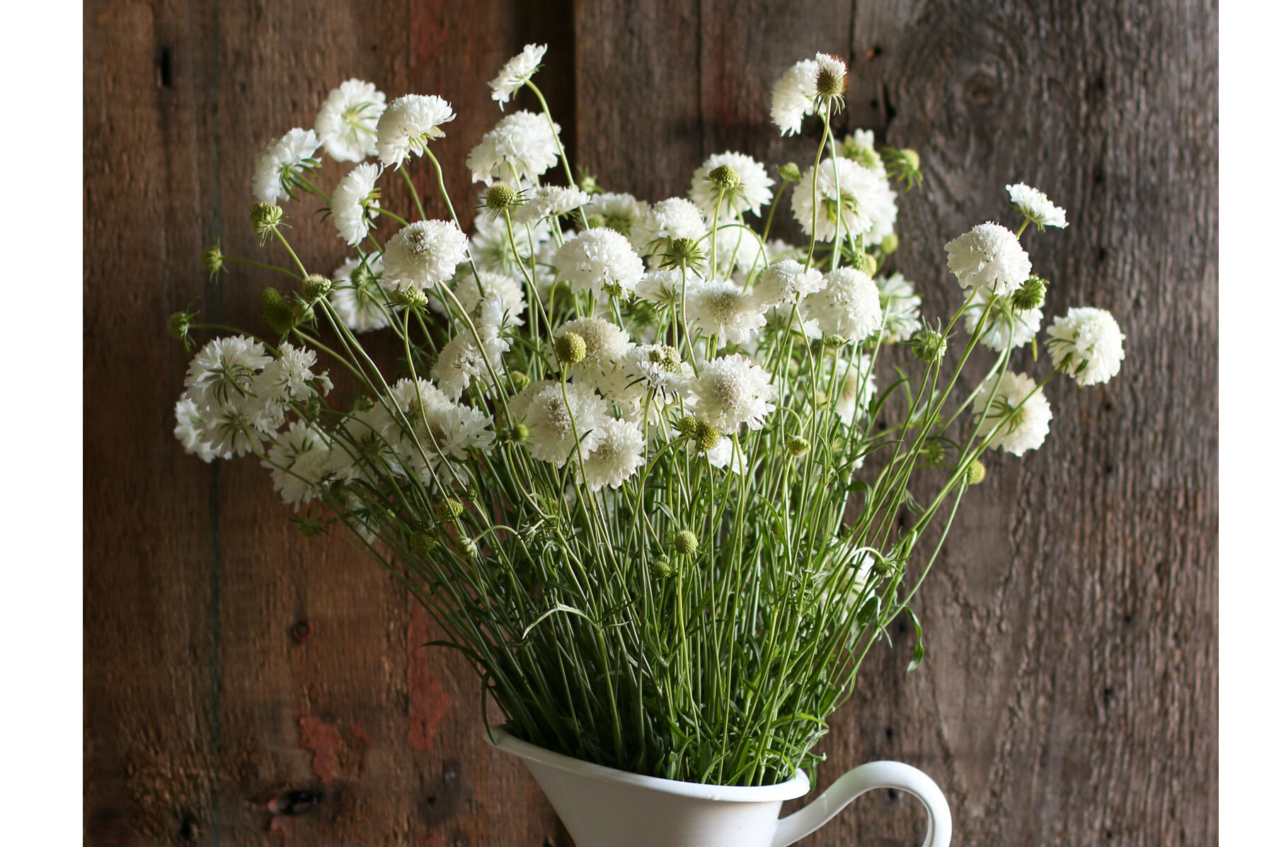 Snowmaiden Scabiosa (Pincushion Flower)
