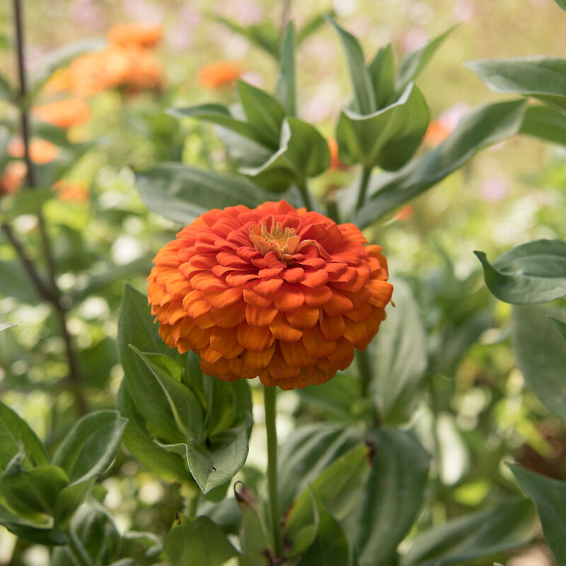 Giant Dahlia Flowered Orange Zinnias