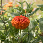 Giant Dahlia Flowered Orange Zinnias