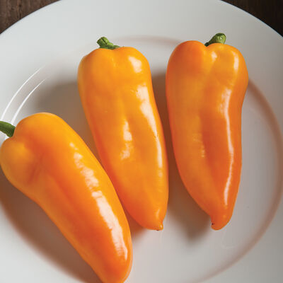 Cornito Giallo Sweet Peppers