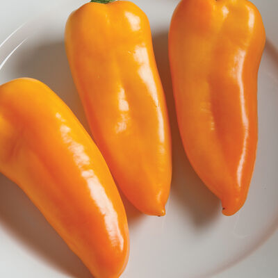 Cornito Giallo Organic Vegetables
