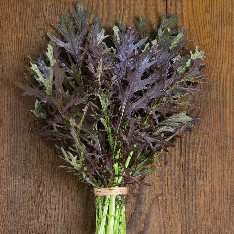 Ruby Streaks - Mustard Green Seed | Johnny's Selected Seeds