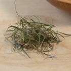 Fennel, Bronze Microgreen Herbs