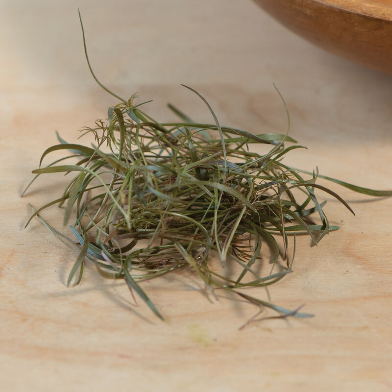 Fennel, Bronze Microgreen Herbs