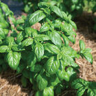 Aya Prospera® Active DMR Genovese Basil