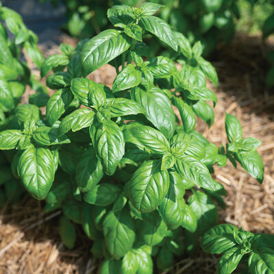 Aya Prospera® Active DMR Genovese Basil