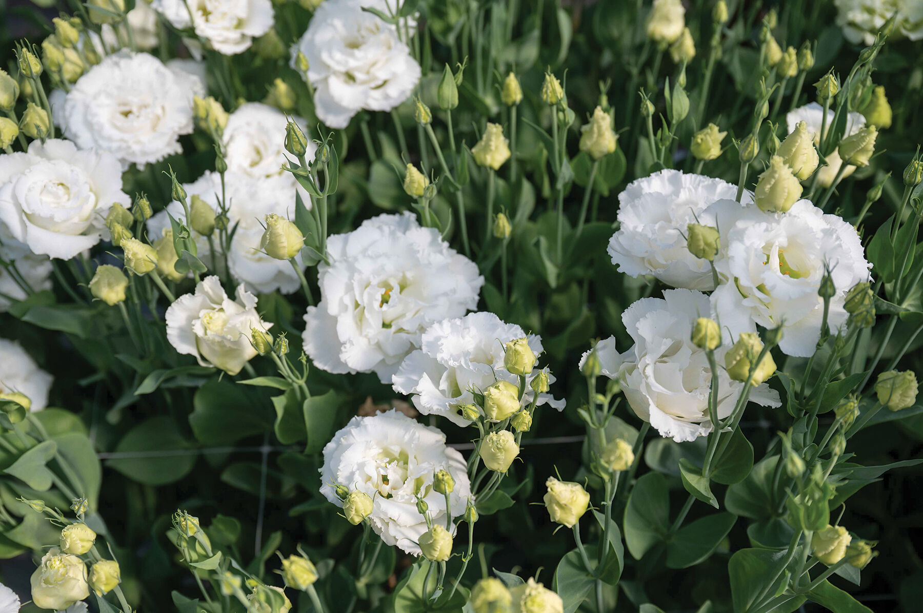 Lisianthus Seeds | 100% Guaranteed | Johnny's Selected Seeds Lisianthus Seeds | 100% Guaranteed | Johnny's Selected Seeds
