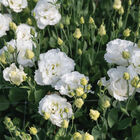 Corelli Sugoi™ III White Lisianthus