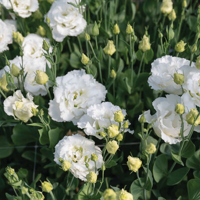Corelli Sugoi™ III White Lisianthus