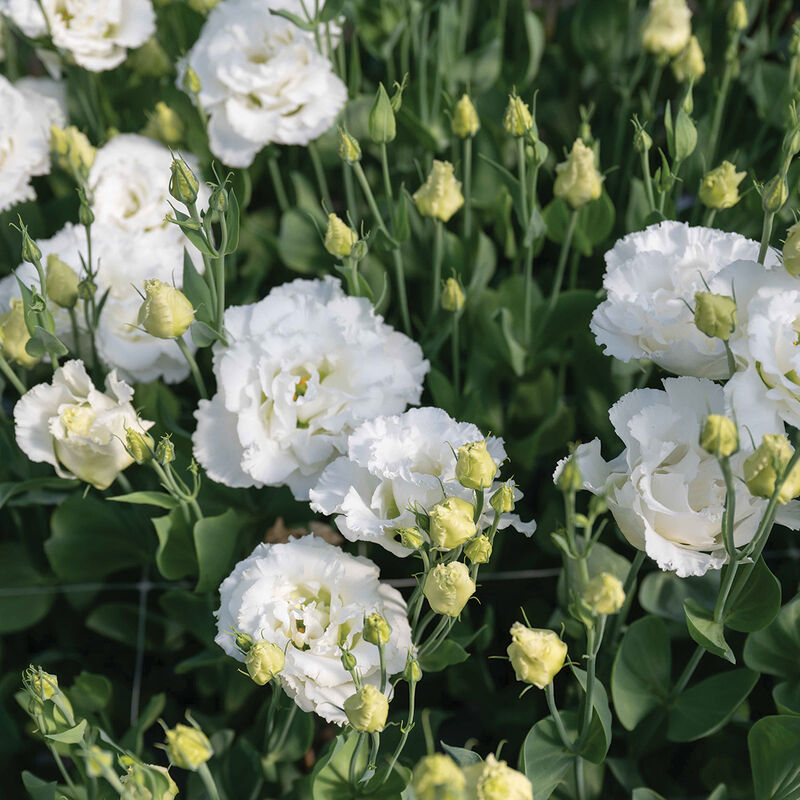 Corelli Sugoi™ III White Lisianthus