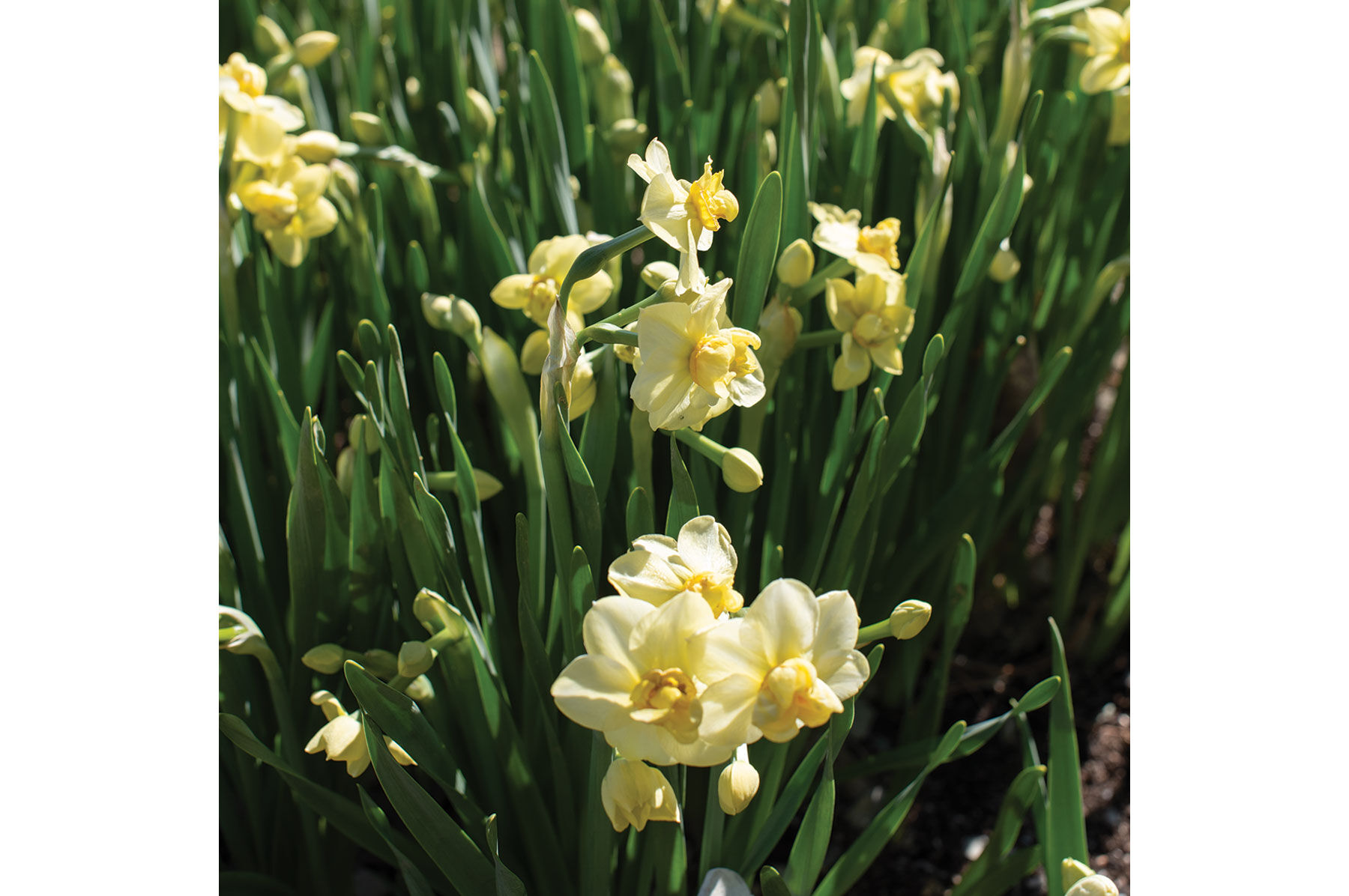 Yellow Cheerfulness Narcissus