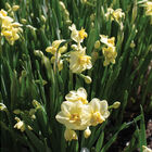 Yellow Cheerfulness Narcissus