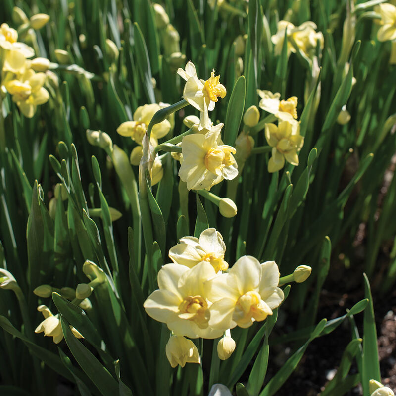 Yellow Cheerfulness Narcissus