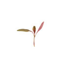 Amaranth, Bicolor Microgreen Vegetables