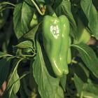 Nassau Nassau Sweet Peppers