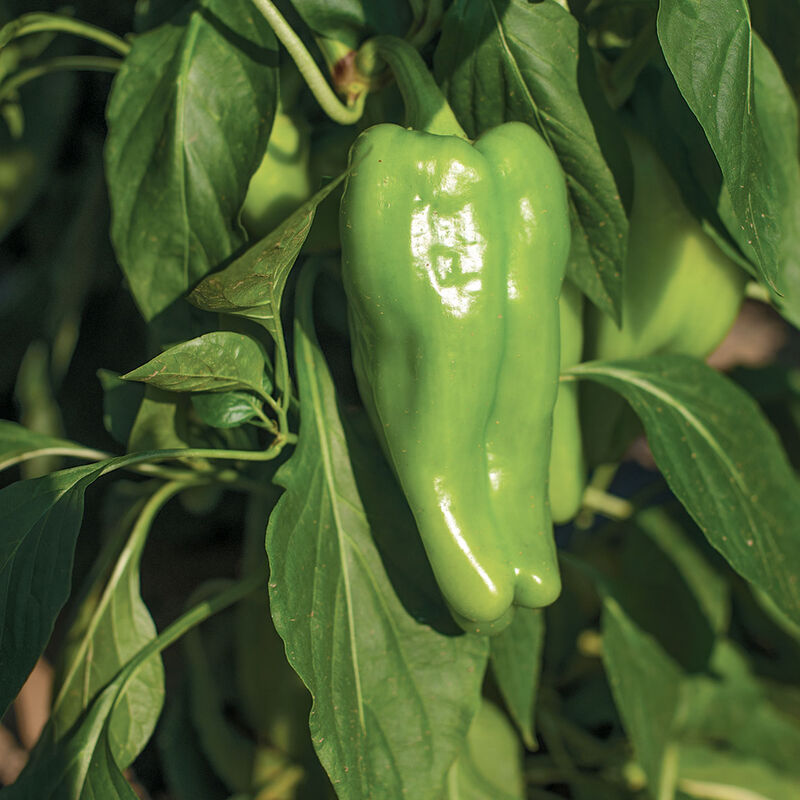 Nassau Nassau Sweet Peppers
