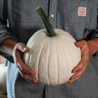 Ghost Town Specialty Pumpkins
